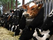 Brasil confirmó que analiza un posible caso de “vaca loca”