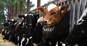 Brasil confirmó que analiza un posible caso de “vaca loca”