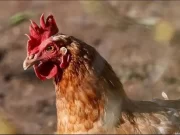 El Senasa detectó un caso de influenza aviar en San Luis