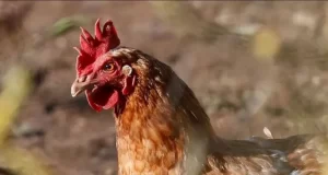 El Senasa detectó un caso de influenza aviar en San Luis