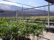 Pistacho: aplican en Mendoza nuevas técnicas que mejoran 130% su rendimiento por hectárea