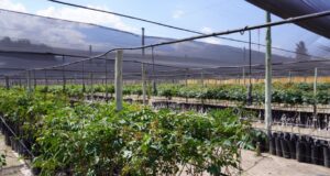 Pistacho: aplican en Mendoza nuevas técnicas que mejoran 130% su rendimiento por hectárea