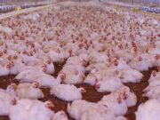 Gripe aviar: el Gobierno endureció los controles y prohibió la venta de aves vivas en todo el país