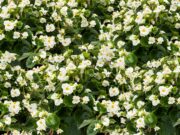 Presentan una begonia desarrollada con germoplasma nativo de Argentina