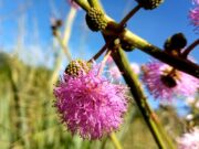 Descubren una nueva especie de flor en el sur de Misiones