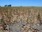 Emergencia agropecuaria: continúan vigentes los beneficios de la Afip