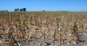 Emergencia agropecuaria: continúan vigentes los beneficios de la Afip