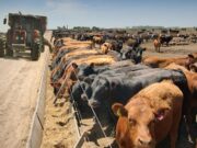 Se acomodaron las cuentas de los feedlots, pero no alcanza: Engordadores dicen que la hacienda debería subir 100 pesos más