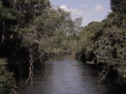 ¿Por qué los bosques son fundamentales para la salud?