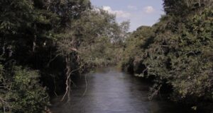 ¿Por qué los bosques son fundamentales para la salud?