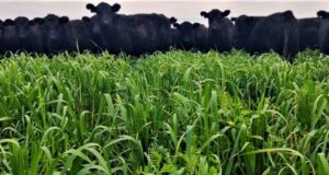 Ganadería: la vicia mejora la dieta y aumenta la producción de carne