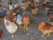 Confirmaron un caso de gripe aviar en Villa de Merlo