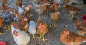 Confirmaron un caso de gripe aviar en Villa de Merlo