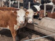 Con $14.976 millones del dólar soja, el Gobierno asistirá a ganaderos para asegurar la oferta de carne