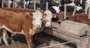 Con $14.976 millones del dólar soja, el Gobierno asistirá a ganaderos para asegurar la oferta de carne