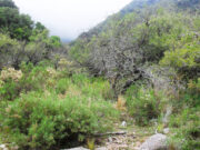 San Luis abre la convocatoria para iniciativas que preserven los bosques nativos