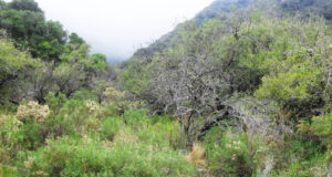 San Luis abre la convocatoria para iniciativas que preserven los bosques nativos