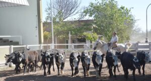 Valores muy firmes en el primer remate de marzo de San Luis Feria