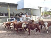 Gran firmeza en lotes de invernada en el remate de San Luis Feria