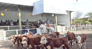 Gran firmeza en lotes de invernada en el remate de San Luis Feria