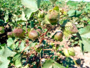 La primera variedad de algodón con fibras extralargas da sus frutos