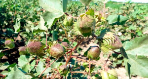 La primera variedad de algodón con fibras extralargas da sus frutos
