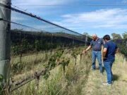 Acciones de vigilancia y monitoreo de plagas en cultivos de la provincia de San Luis