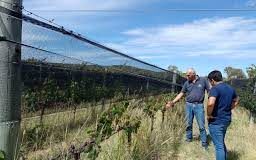 Acciones de vigilancia y monitoreo de plagas en cultivos de la provincia de San Luis