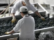 La Vitivinicultura desarrolla y lanza su propia Calculadora de Huella de Agua y Carbono