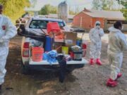 Influenza aviar: 3 casos positivos en aves de traspatio y silvestres en Buenos Aires, Santa Fe y Santiago del Estero