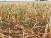 El granizo y las heladas harían perder el 39% del maíz en San Luis