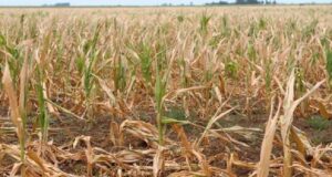 El granizo y las heladas harían perder el 39% del maíz en San Luis
