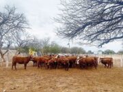 Mostrarán los resultados de una experiencia de recría en Quines