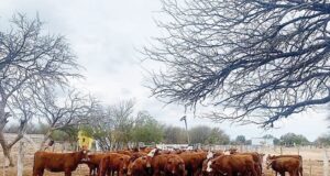 Mostrarán los resultados de una experiencia de recría en Quines