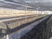 Desarrollo del cultivo de pistacho en la provincia de La Pampa