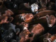 Llamativa debilidad para las vaquillonas en Cañuelas