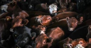 Llamativa debilidad para las vaquillonas en Cañuelas