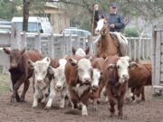 Valores destacados para los terneros en el remate de San Luis Feria