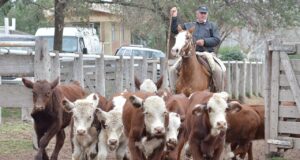 Valores destacados para los terneros en el remate de San Luis Feria
