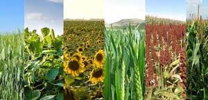 Productores argentinos obtienen un 6 sobre 10 en sustentabilidad