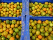 Cítricos argentinos estiman baja en la producción