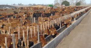 ¿Se traducirá el mayor encierre en corrales de engorde en una mayor oferta de hacienda?