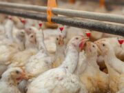 Papelón del Senasa: casi sacrifican 200.000 aves de una granja donde no hay gripe aviar