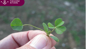 San Luis: control de malezas en el cultivo de alfalfa