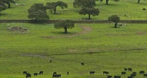 Rural Río V: capacitación sobre ganadería regenerativa y los bonos de carbono