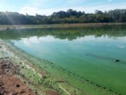 Cianobacterias y agricultura: el vínculo detrás de las floraciones tóxicas