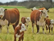 La compra o venta de vacas, una carta de valor a la hora de pensar impositivamente