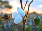 Las variedades de algodón del INTA son un sello distintivo nacional