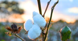 Las variedades de algodón del INTA son un sello distintivo nacional