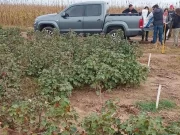 Un ensayo con algodón en el Valle del Conlara arrojó resultados prometedores